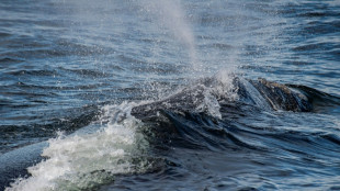 Trump restablece pesca comercial en &aacute;rea protegida de aguas del Atl&aacute;ntico