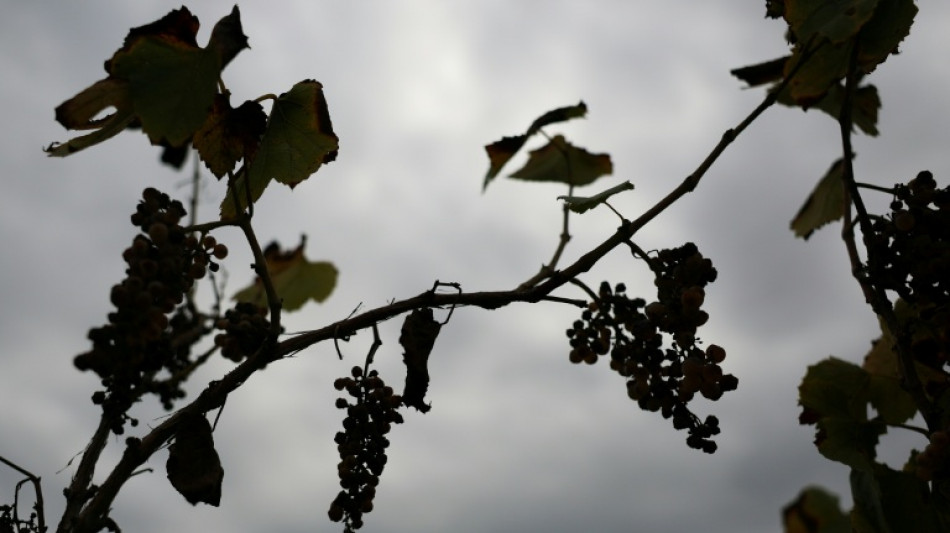 Viticultores de California abandonan viñedos asfixiados por los costos y la poca demanda