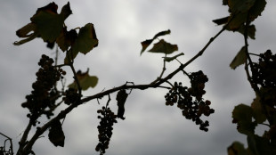 Viticultores de California abandonan viñedos asfixiados por los costos y la poca demanda