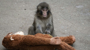 Jap&oacute;n arresta a dos estadounidenses por intentar acercarse al macaco Punch